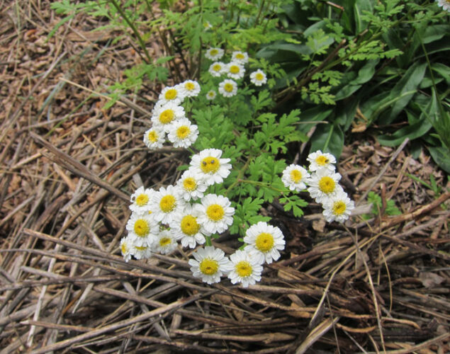 Feverfew Tanacetum parthenium